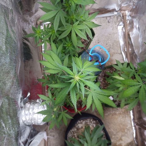 White Window #2 growlog timeline photo