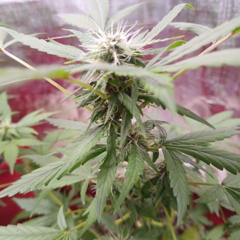 White Window #1 growlog timeline photo