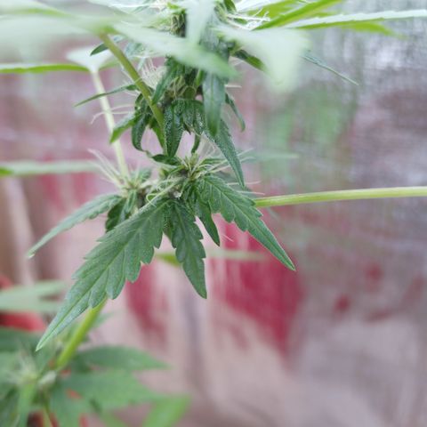 White Window #1 growlog timeline photo