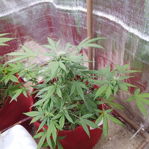 White Window #1 growlog timeline photo