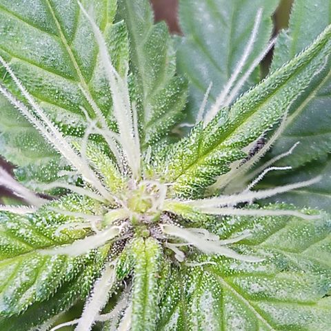 White Window #1 growlog timeline photo