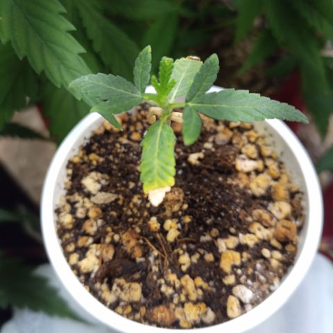 Madre Gorila Ghost growlog timeline photo
