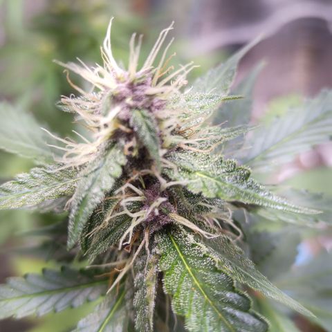 White Window #2 growlog timeline photo