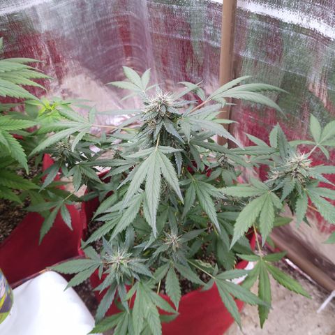 White Window #1 growlog photo: que cheiro bom!!!
