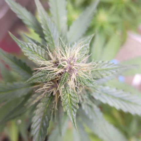 White Window #2 growlog timeline photo