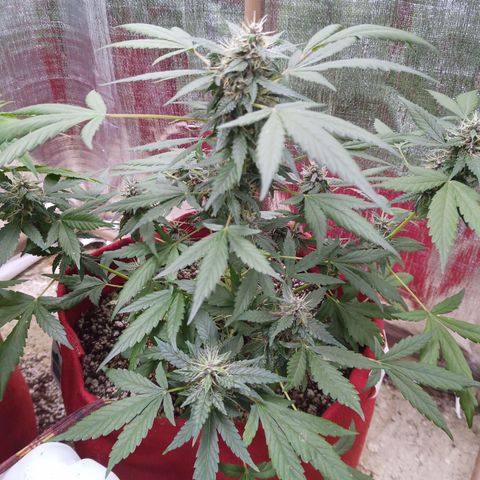 White Window #1 growlog photo: que cheiro bom