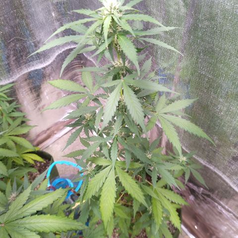 Sweet Breeze growlog timeline photo
