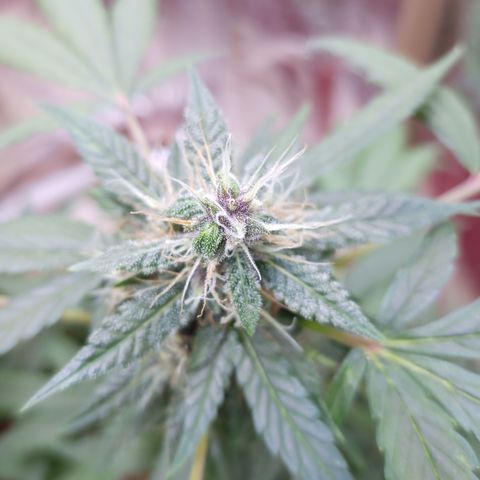 White Window #1 growlog photo: que cheiro bom!!!
