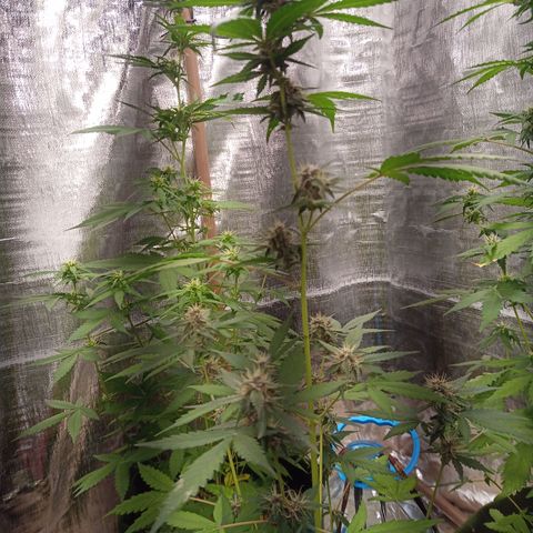 White Window #2 growlog timeline photo