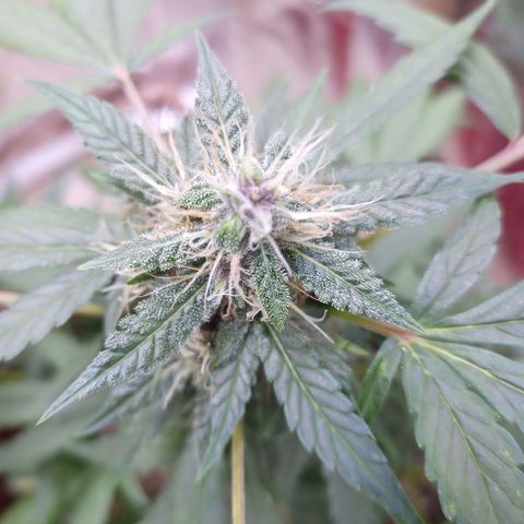 White Window #1 growlog photo: que cheiro bom