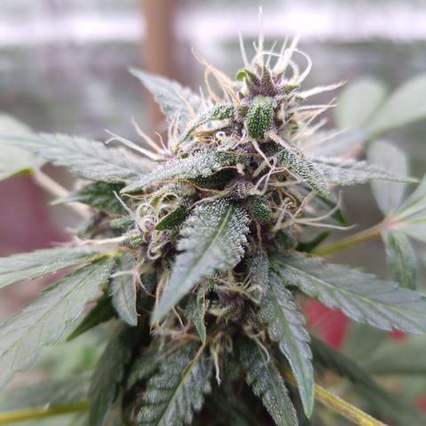 White Window #1 growlog timeline photo