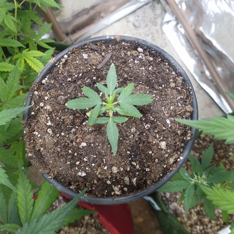 Madre Gorila Ghost growlog timeline photo