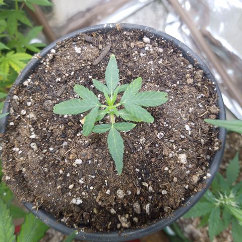 Madre Gorila Ghost growlog timeline photo