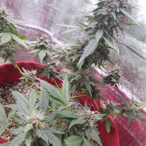 White Window #1 growlog timeline photo