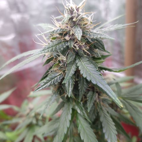 White Window #1 growlog timeline photo