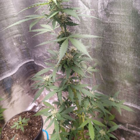 Sweet Breeze growlog timeline photo