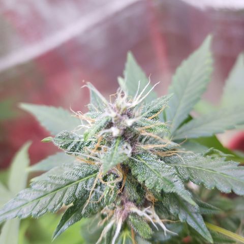 White Window #1 growlog timeline photo