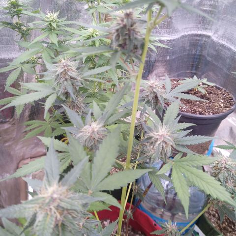 White Window #2 growlog timeline photo