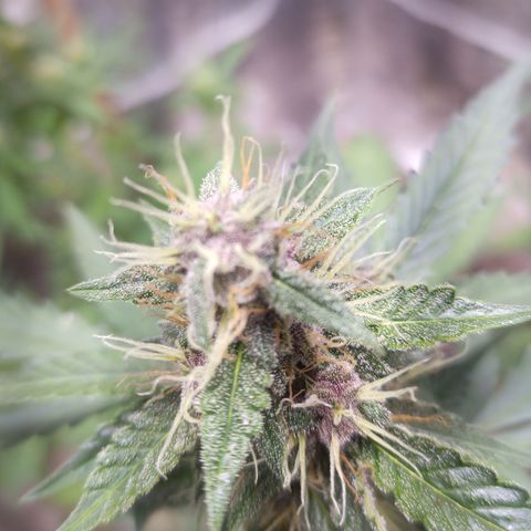 White Window #2 growlog timeline photo