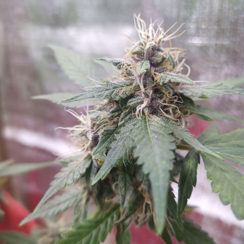 White Window #1 growlog timeline photo