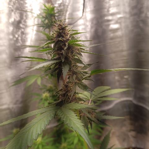 White Window #2 growlog timeline photo