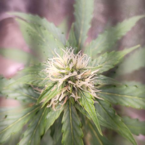 Sweet Breeze growlog timeline photo