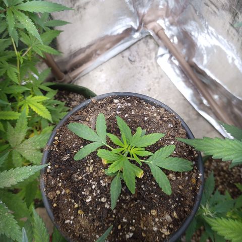 Madre Gorila Ghost growlog timeline photo
