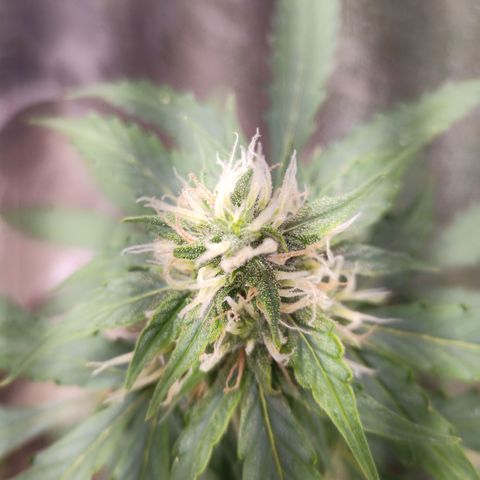 Sweet Breeze growlog timeline photo