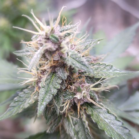 White Window #2 growlog timeline photo