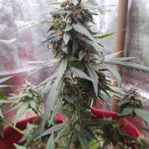 White Window #1 growlog timeline photo