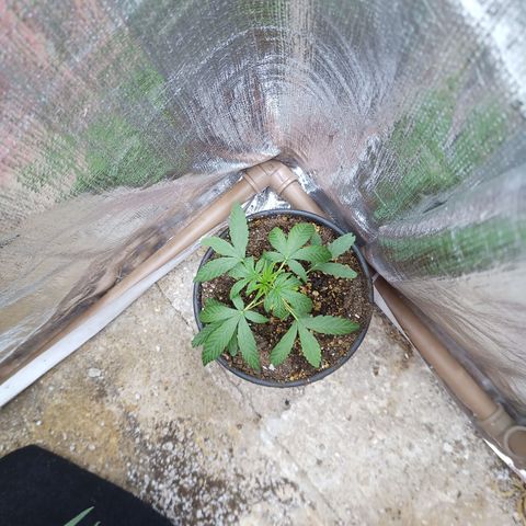 Madre Gorila Ghost growlog timeline photo