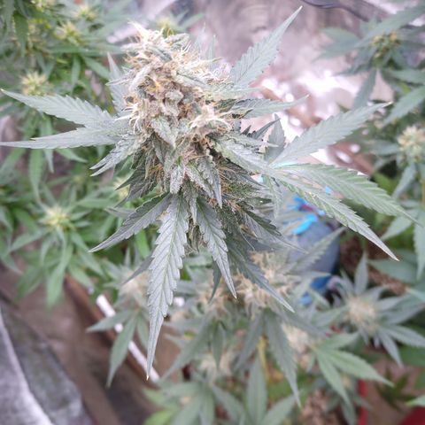 White Window #2 growlog photo: Aplicação de Flowermind defesa