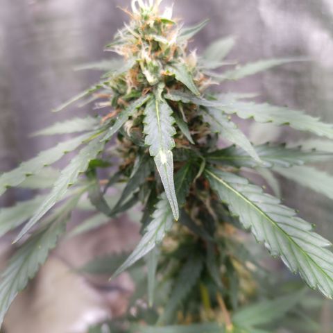 Sweet Breeze growlog photo: Aplicação de Flowermind defesa