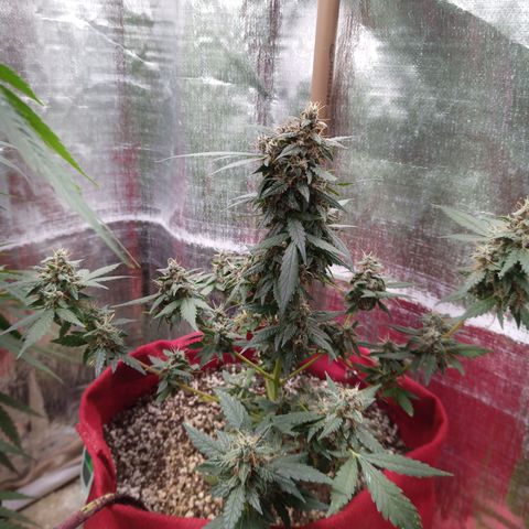 White Window #1 growlog timeline photo