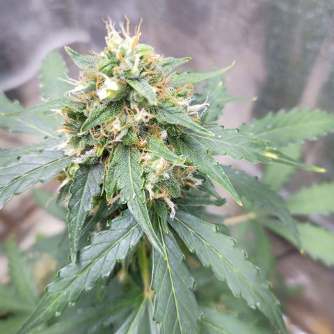 Sweet Breeze growlog timeline photo
