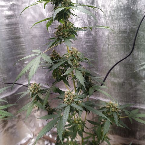 Sweet Breeze growlog timeline photo