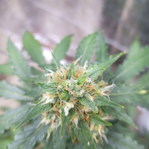 Sweet Breeze growlog timeline photo