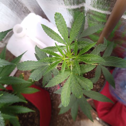 Madre Gorila Ghost growlog timeline photo