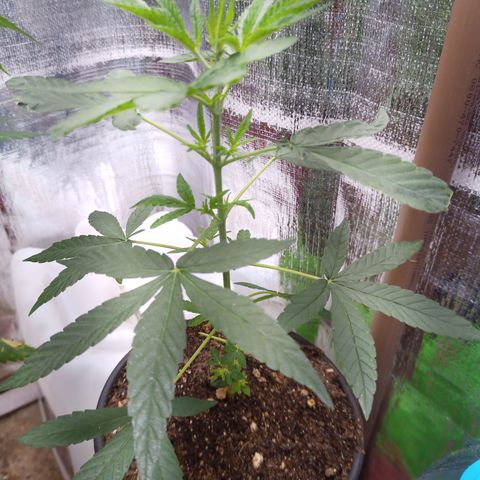 Madre Gorila Ghost growlog timeline photo