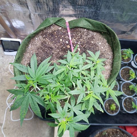 Madre Gorila Ghost growlog timeline photo
