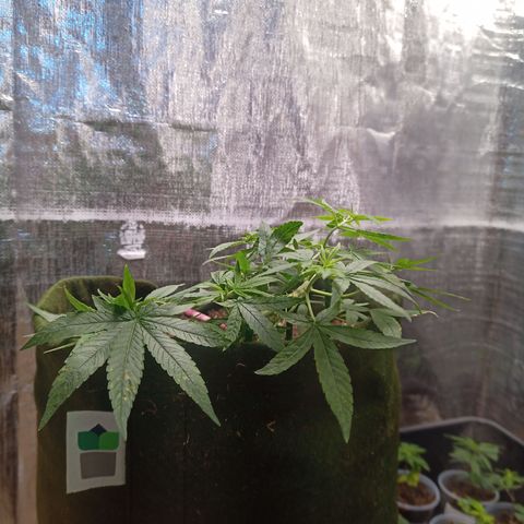 Madre Gorila Ghost growlog timeline photo