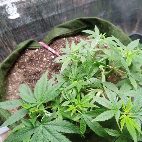 Madre Gorila Ghost growlog timeline photo