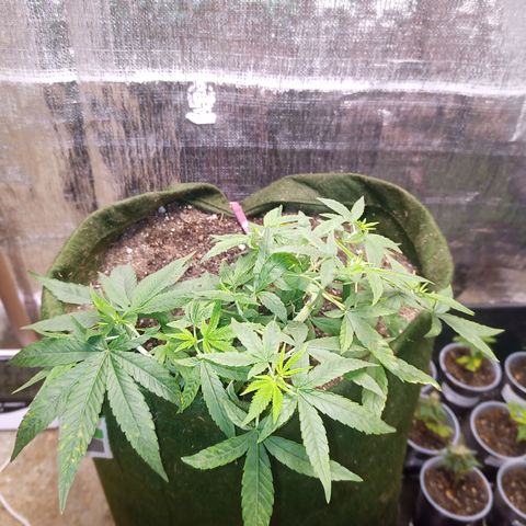 Madre Gorila Ghost growlog timeline photo