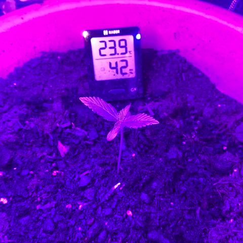 Sweet ZZ Automatic growlog timeline photo