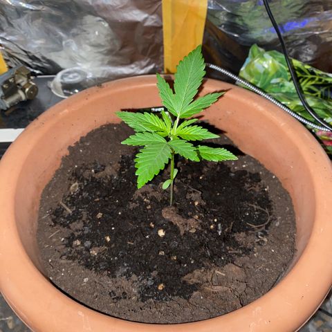 Sweet ZZ Automatic growlog photo: Bigger and Bigger