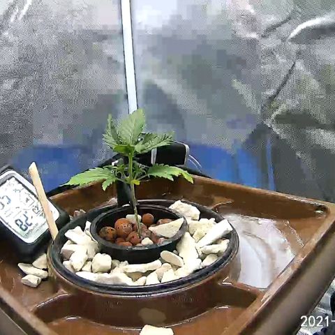 Critical XXL AUTO growlog photo: Checked on and looking good