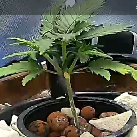 Critical XXL AUTO growlog photo: This plant appears to have topped it's self