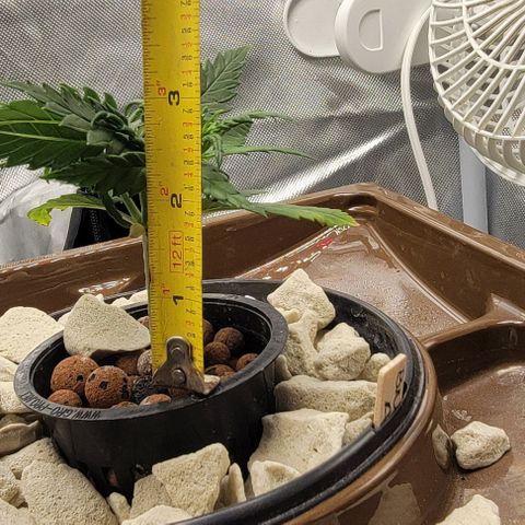 Critical XXL AUTO growlog timeline photo