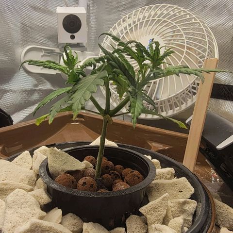 Critical XXL AUTO growlog photo: It's almost 4 inches high now. Everything looks happy I think. I looked up other autos at 30 days and most are much bigger than this. It seems that auto topping really slowed down her growth. Just lucky I guess.