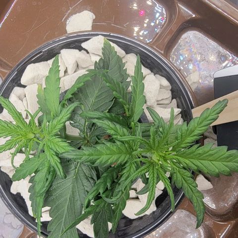 Critical XXL AUTO growlog photo: It's almost 4 inches high now. Everything looks happy I think. I looked up other autos at 30 days and most are much bigger than this. It seems that auto topping really slowed down her growth. Just lucky I guess.